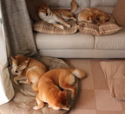 红牛铁骑碾压索伯，皮亚斯特里加冕雨战王座！