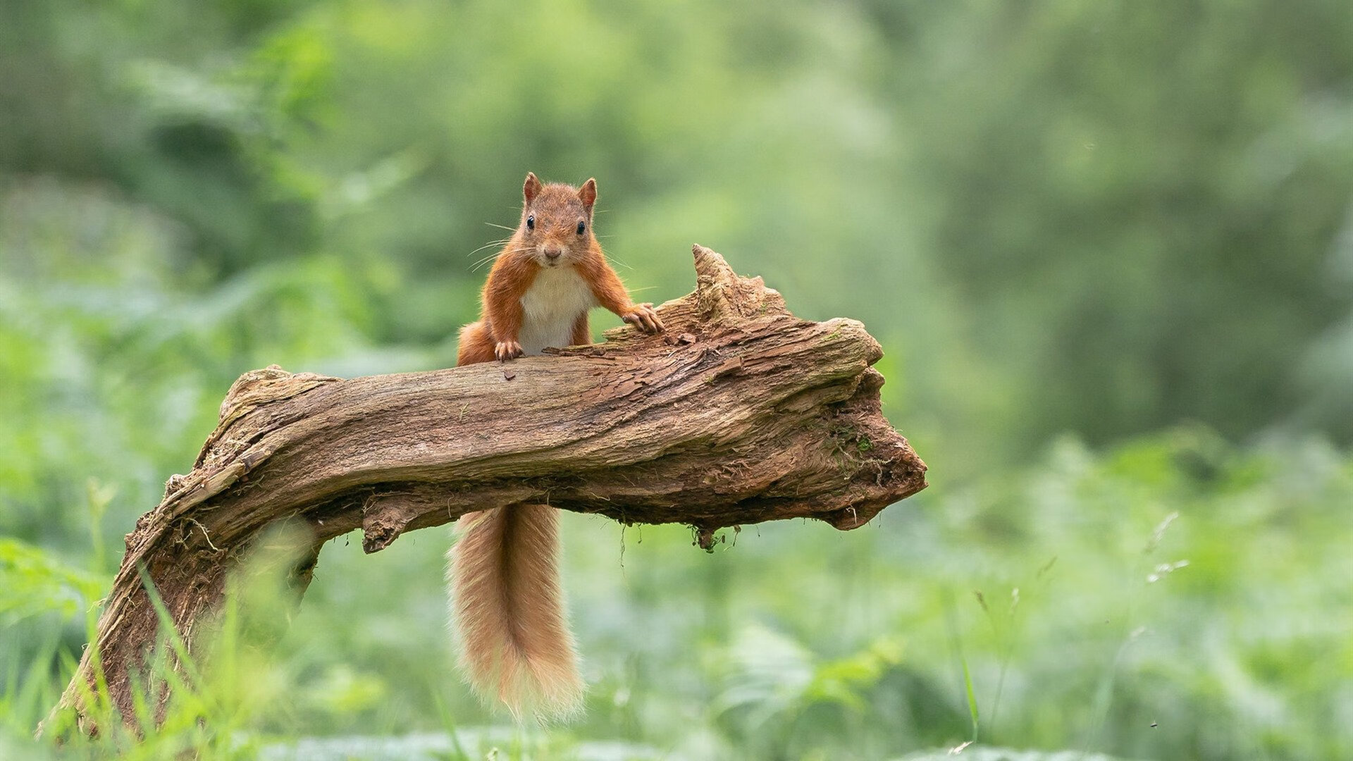 寒门逆袭，拉塞尔如何以血肉之躯对抗法拉利工厂