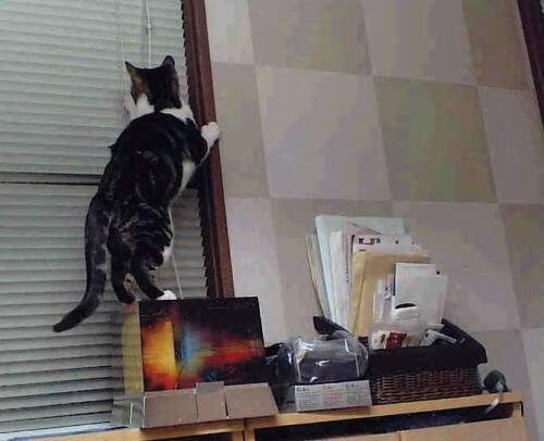 豪取七连胜！辽宁队轻取福建队，浓眉哥状态火热成最大惊喜