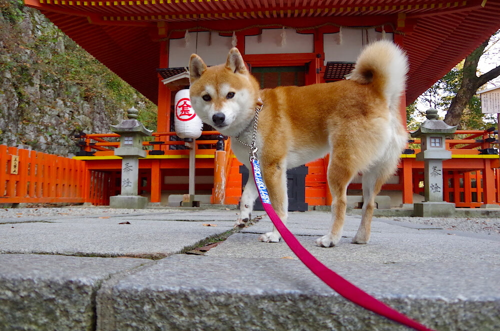 从配角到主角，联合杯绝境翻盘，兹维列夫亲手重写拉沃尔杯遗憾