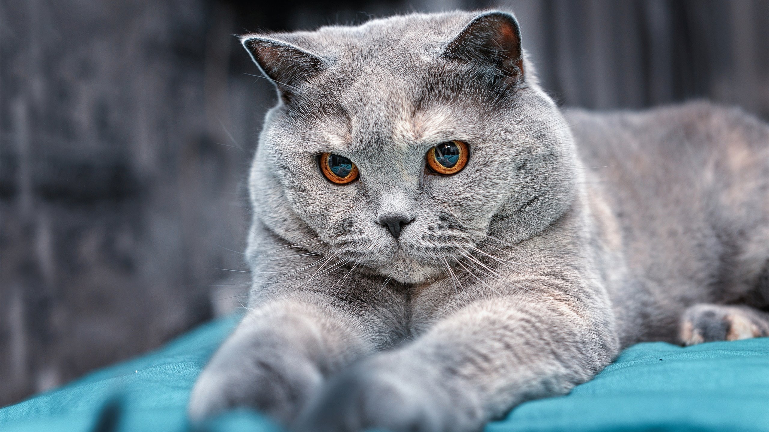 京多安，在精密传控与顽强壁垒的夹缝中，定义决定性瞬间