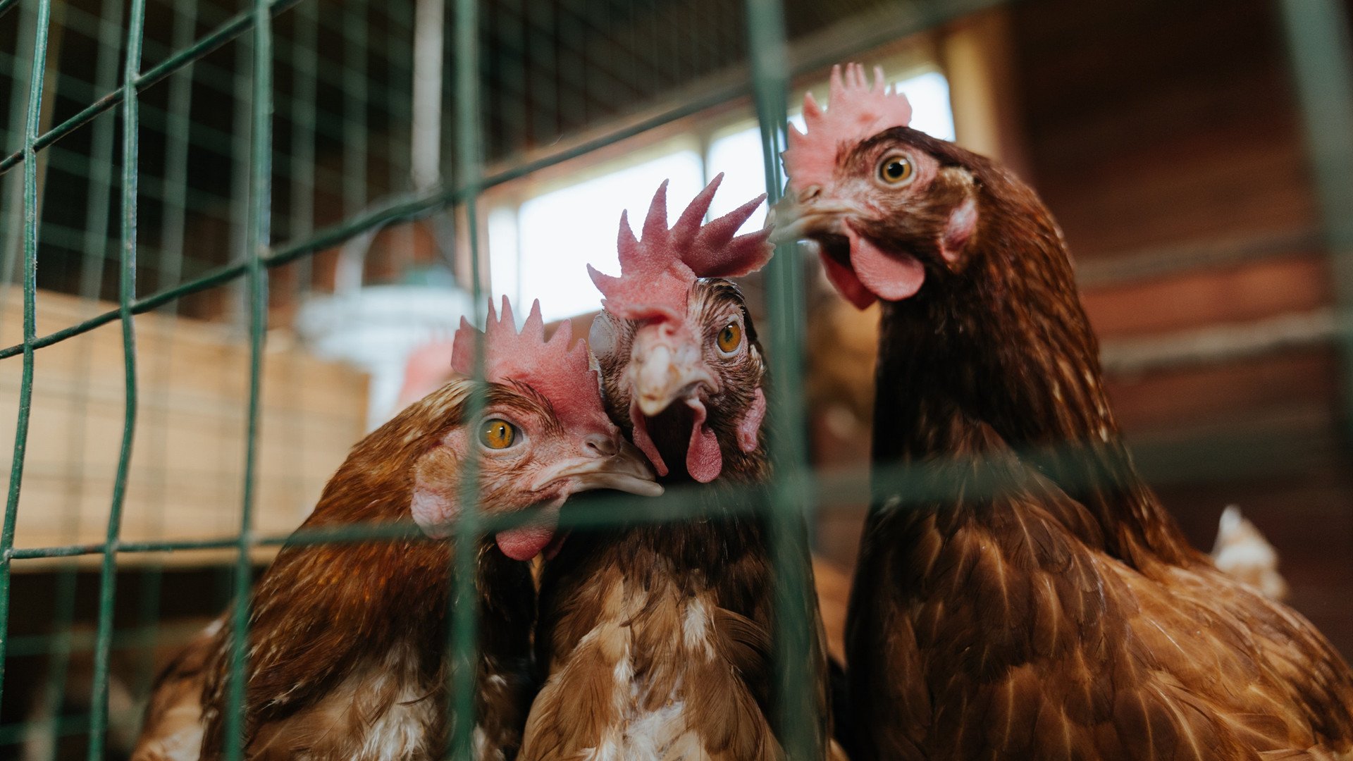 绿茵场的两极，一人之夜与一国之殇