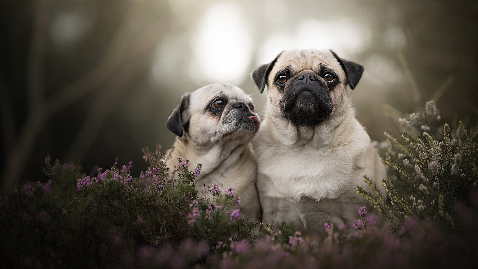 钢闸·跨界，当NBA季后赛之夜遇上库尔图瓦评分拉满