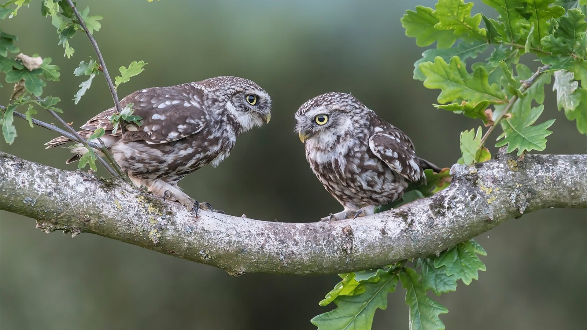 风暴眼中的主宰与缠斗，当文班亚马的宁静掌控遭遇雷霆与群狼的生死鏖战