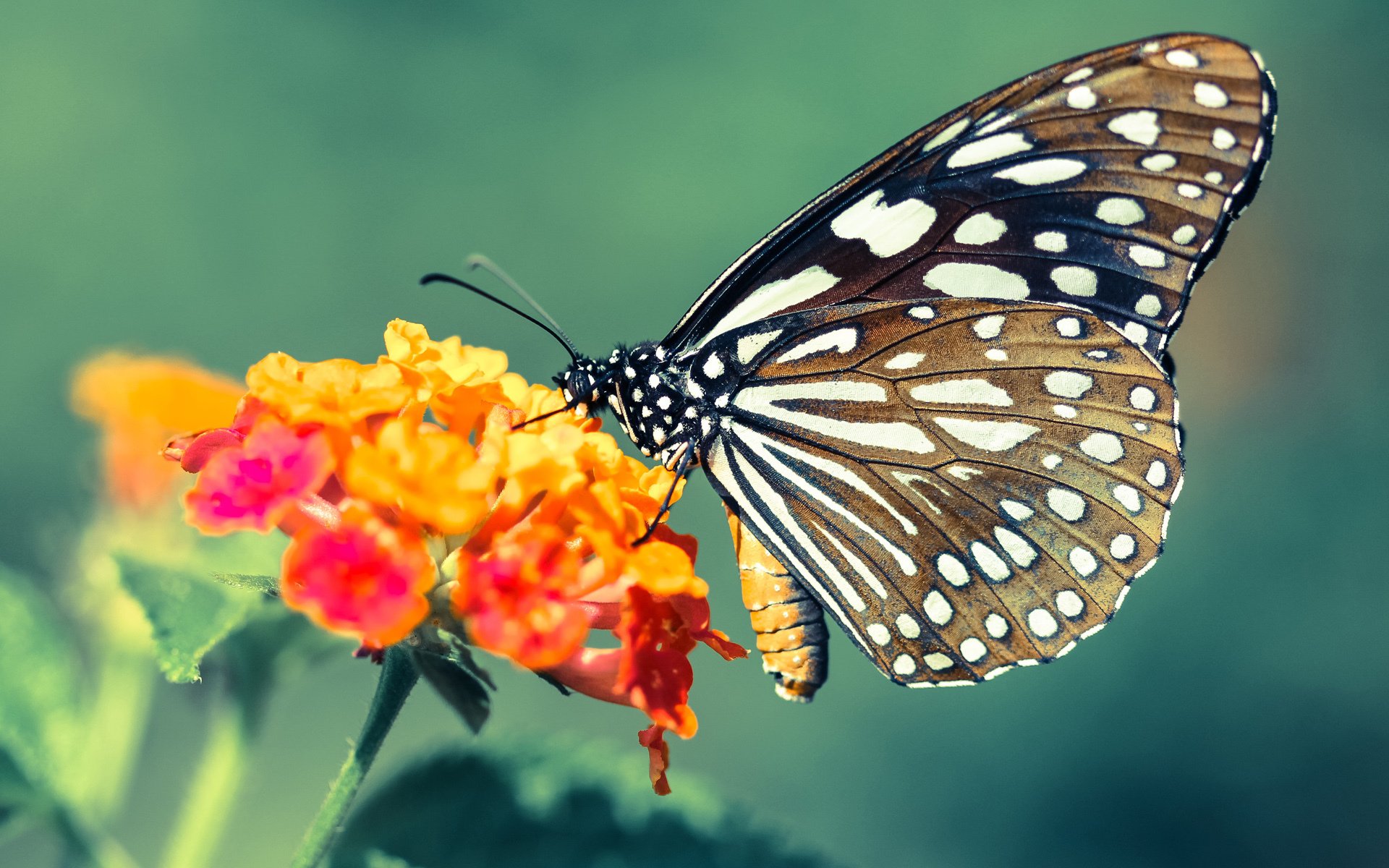 解锁新维度，字母哥如何从猛兽蜕变为真正的关键先生