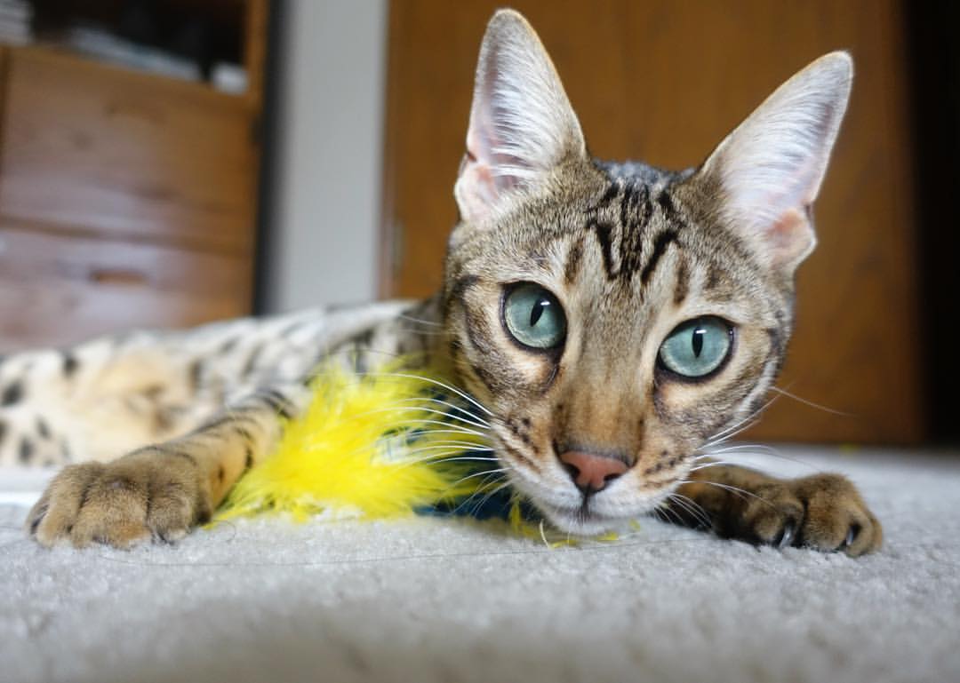 绿茵的狂热与球场的铁壁，多巴胺陷阱中的体育艺术