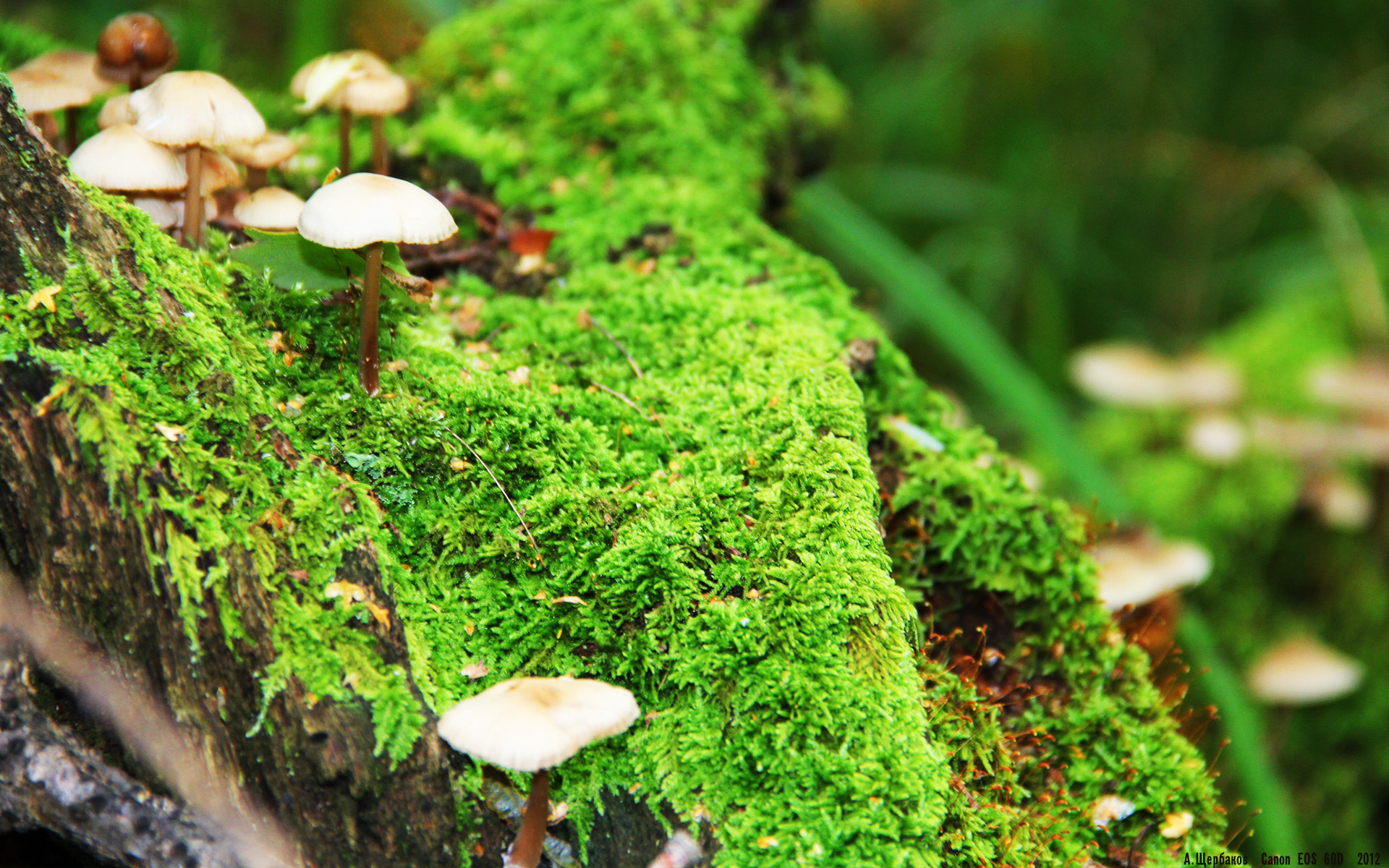 双城记，德甲争冠战的暗夜狂想与浙江队的火力共振